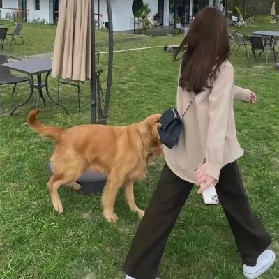 长安侠影之天谴之谜